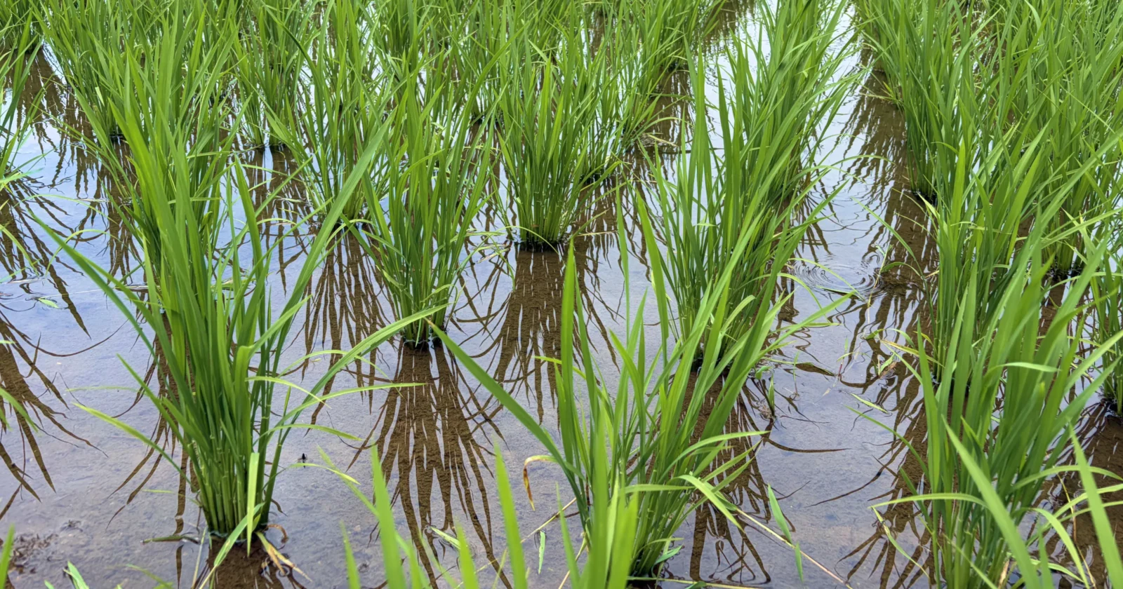 【生育レポート】あの田植え体験から1か月！皆さんが植えた苗の現在の様子